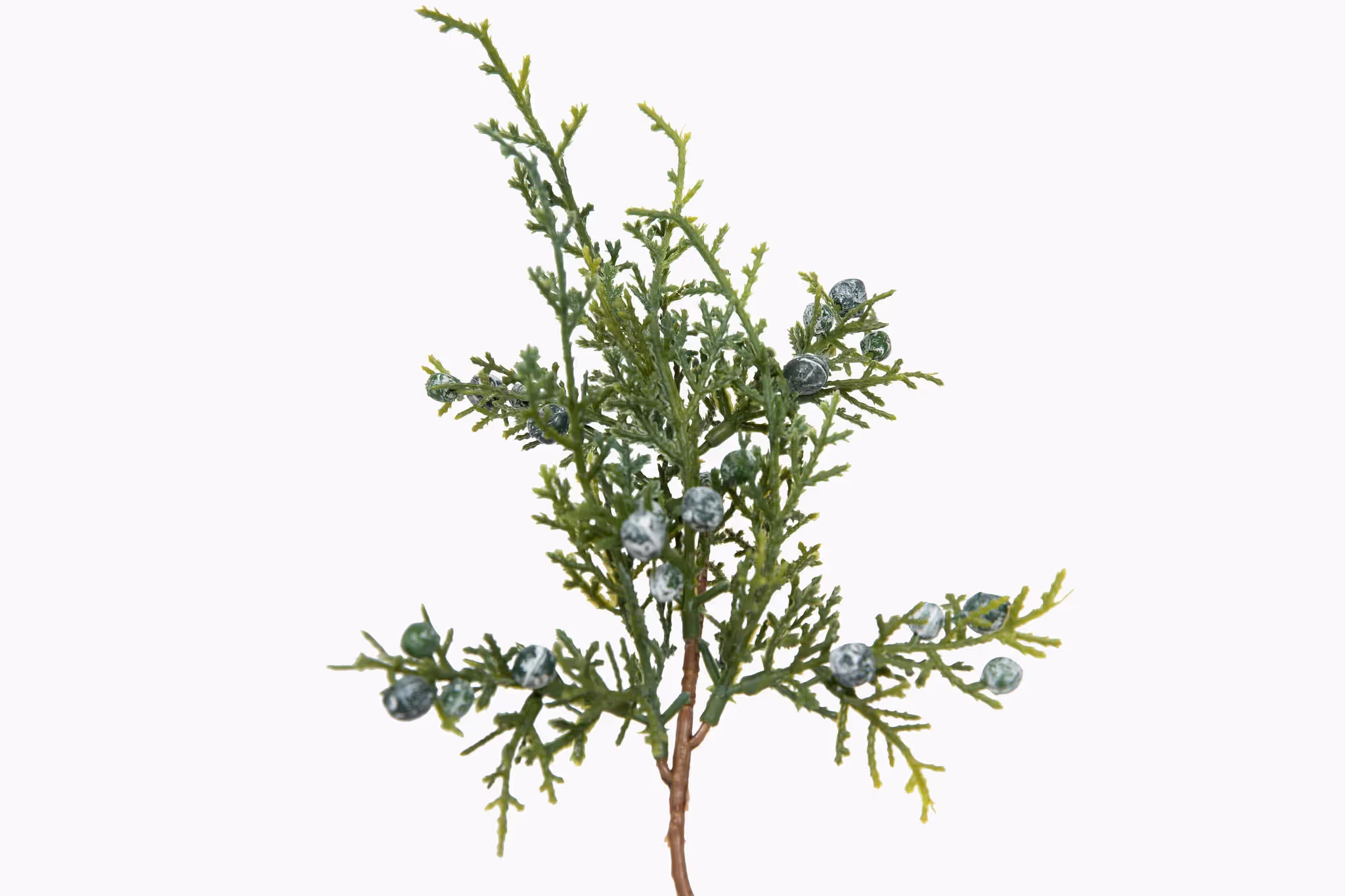 Spruce Twigs